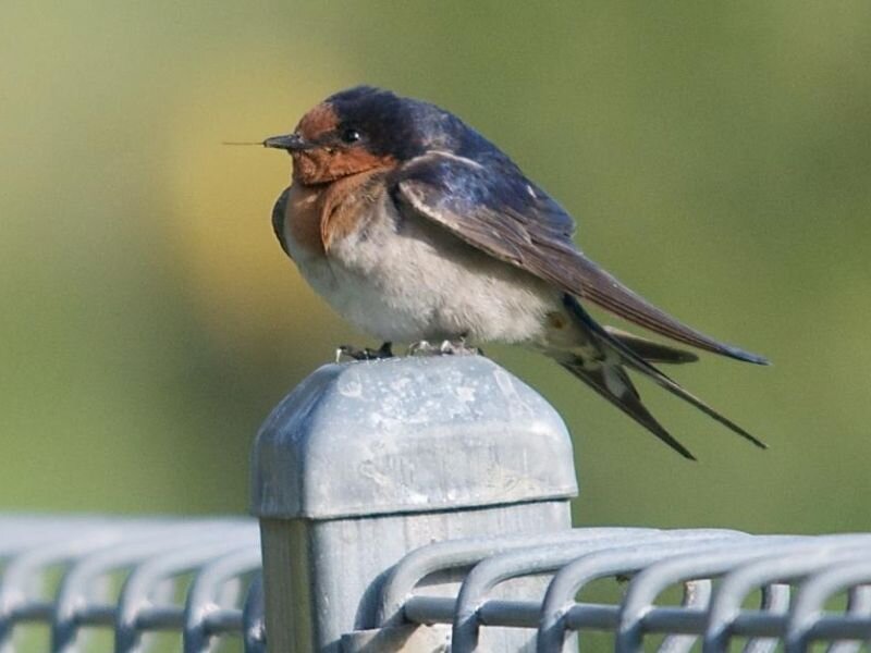 Swallow on Fence Post