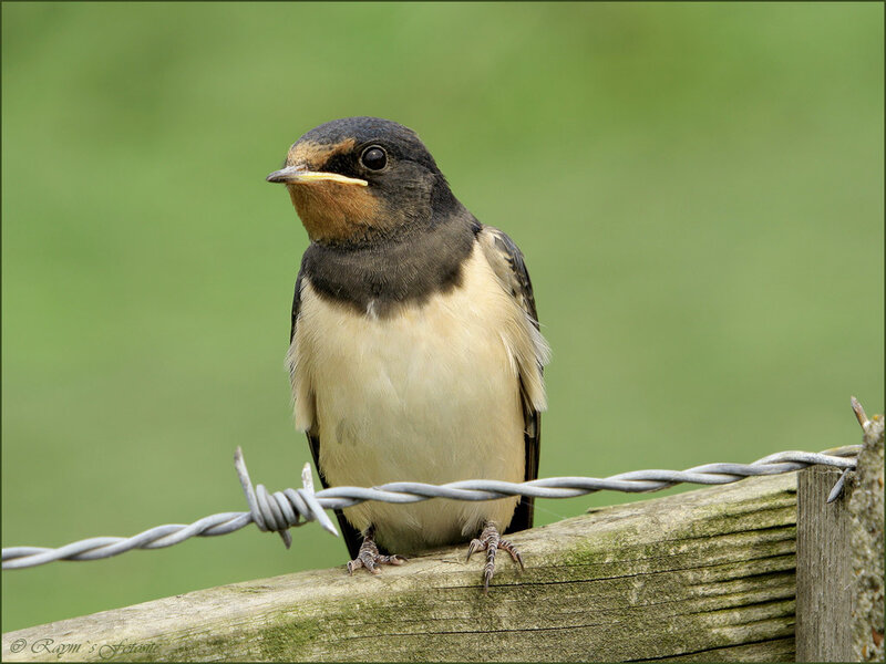Swallow on Fence