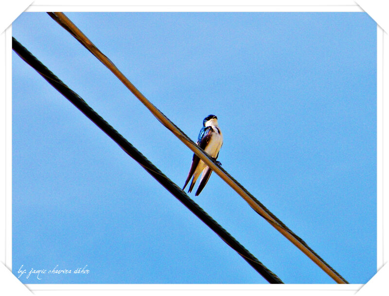 Swallow on Wire — Blue