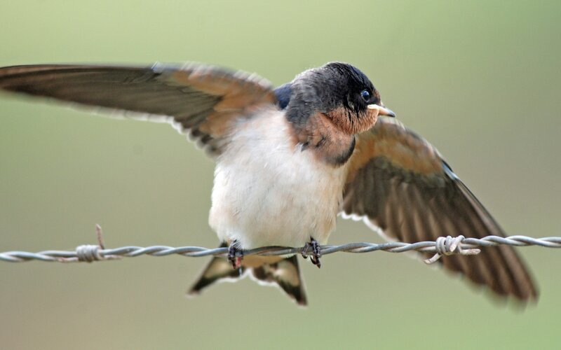Swallow on Wire — Brown