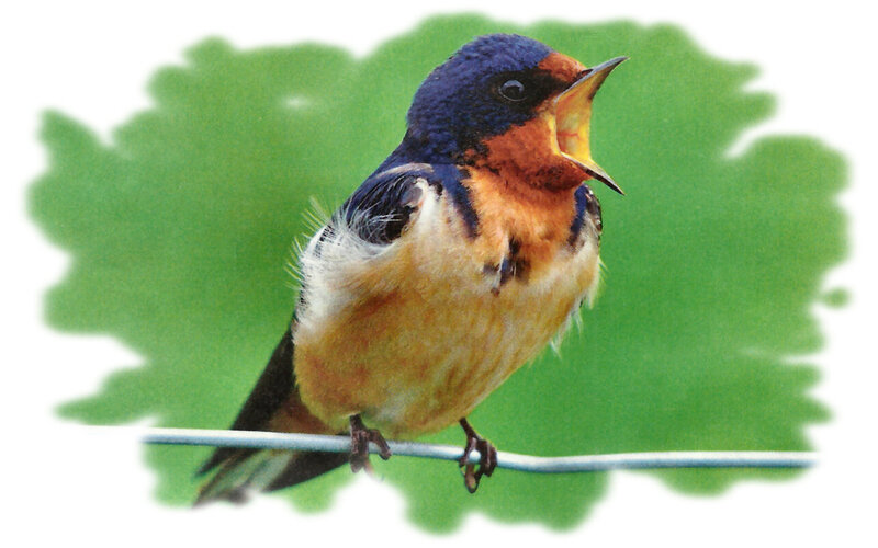 Swallow on Wire