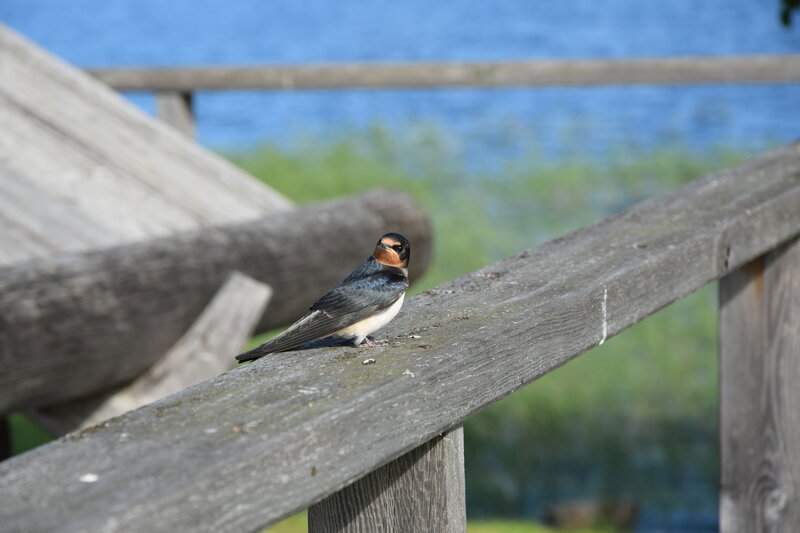 Swallow on Wooden Rail