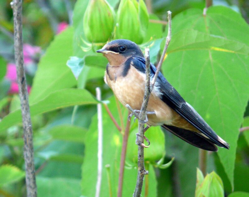 swallow perched on a branch