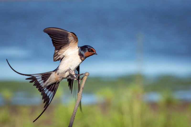swallow perched on a branch