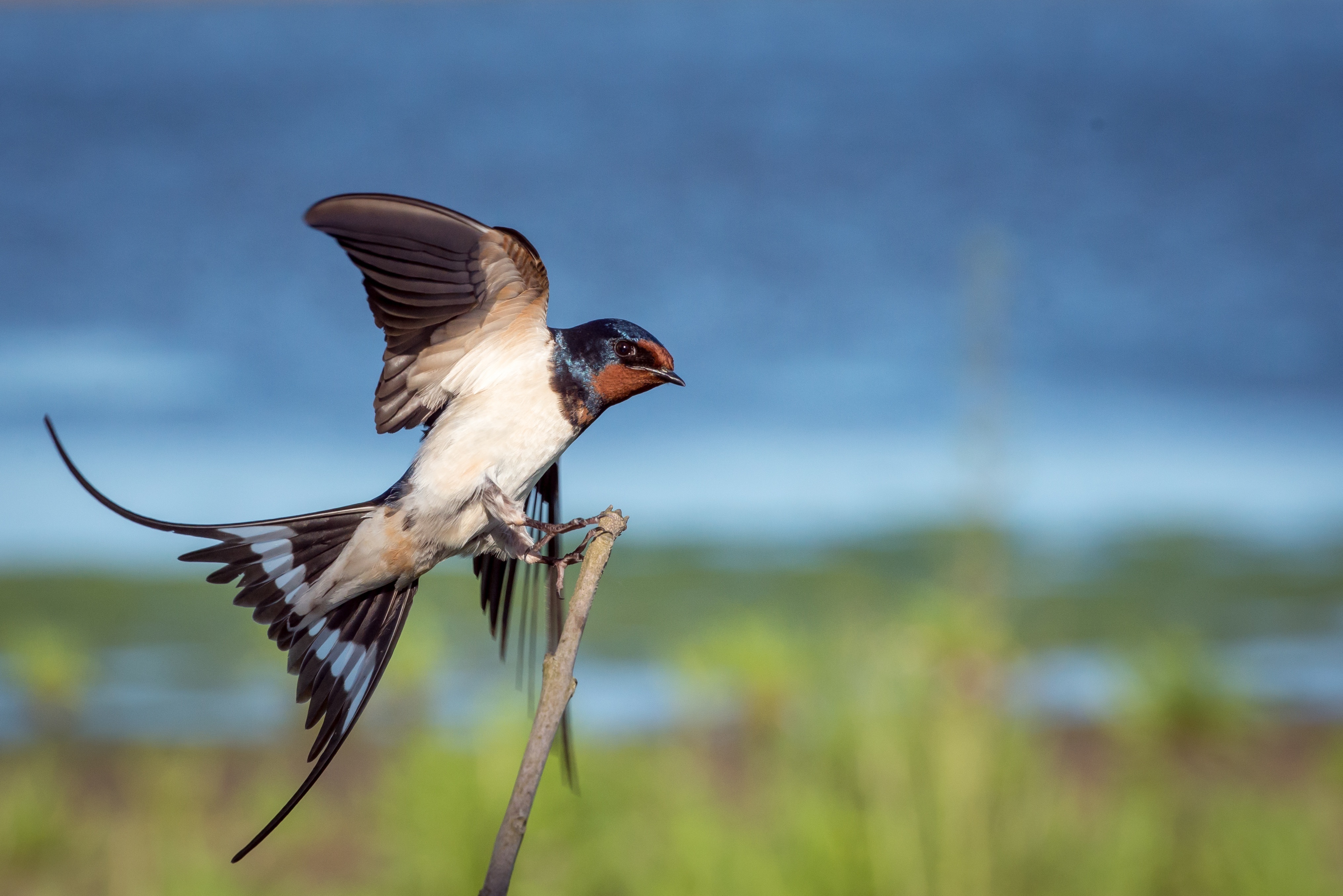 swallow perched on a branch