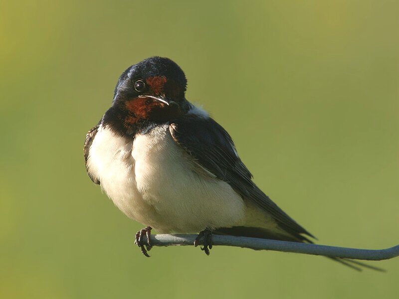 swallow perched on a wire