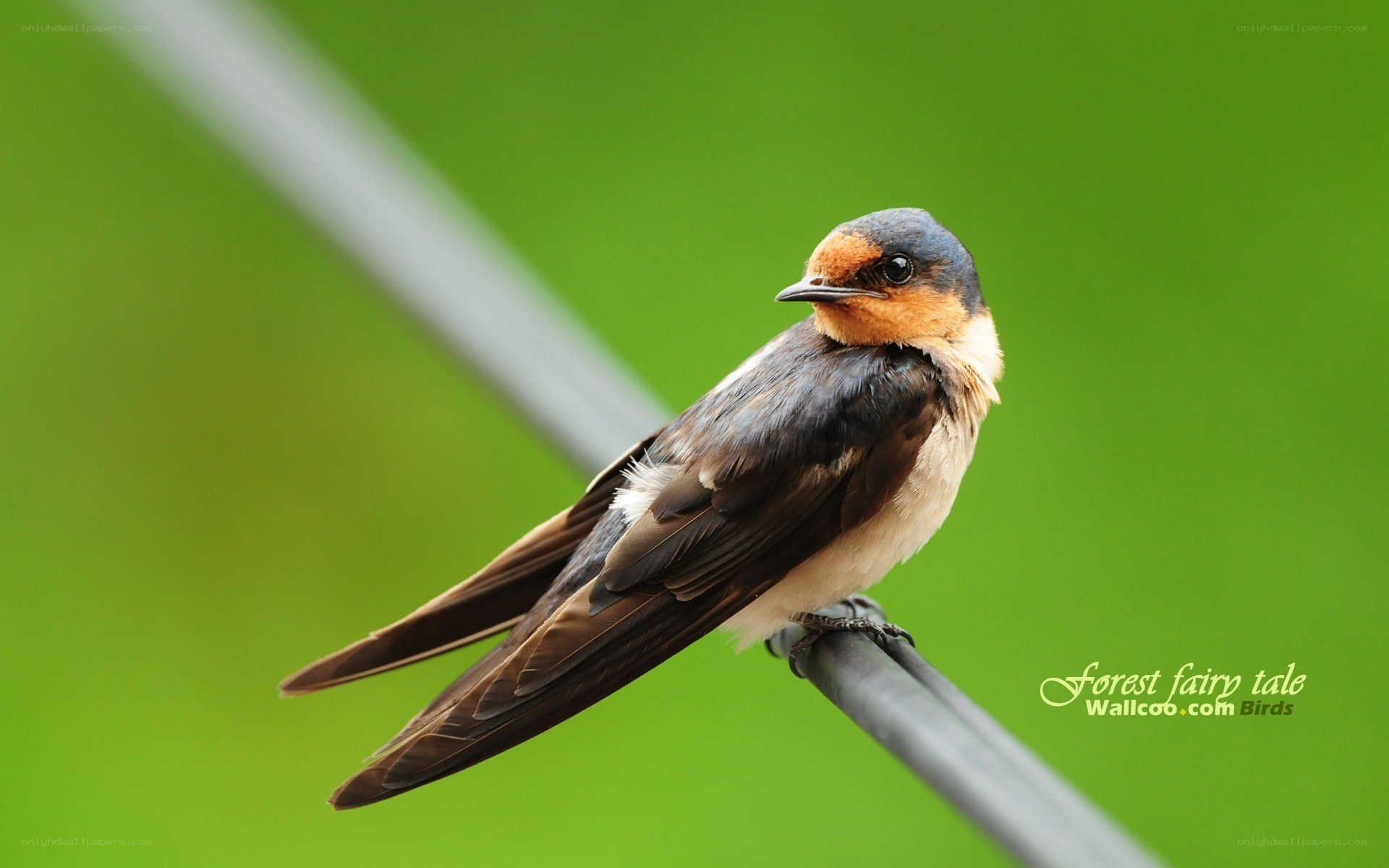 swallow perched on a wire