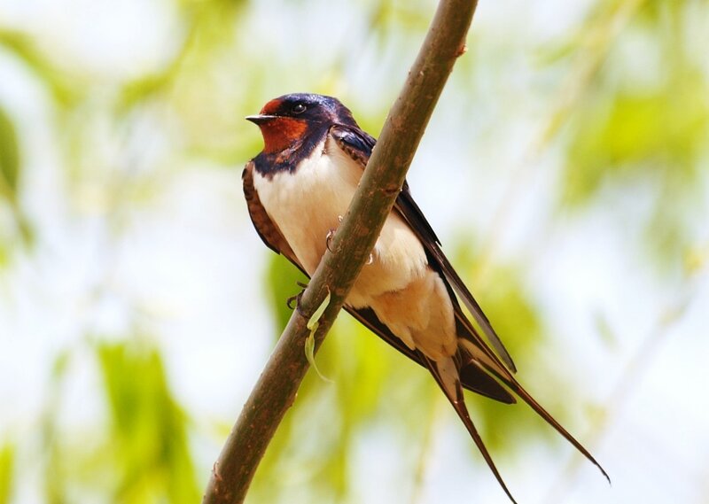 Swallow Perched on Branch