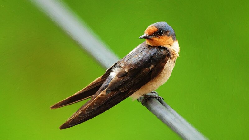 Swallow Perched on Wire