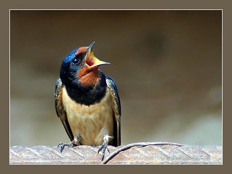 Swallow with Open Beak
