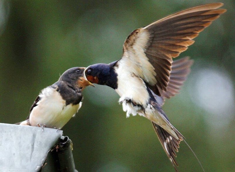 Swallows Feeding — Brown