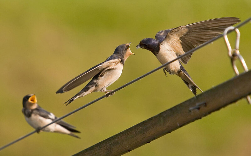 Swallows Feeding