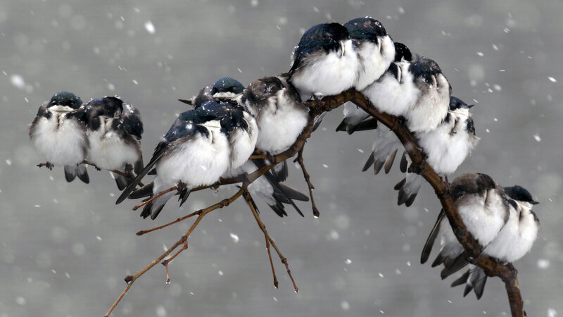 Swallows Huddled in Snow