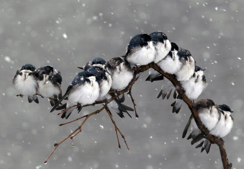 Swallows Huddled on Branch