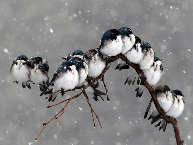 Swallows Huddled on Branch — White
