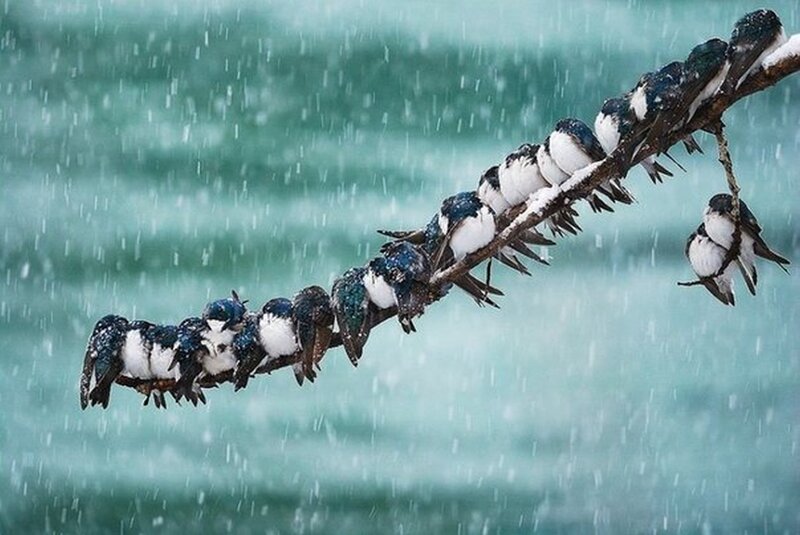 Swallows on a Branch — Blue, Cold