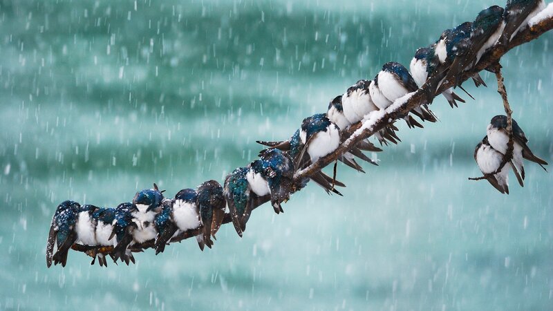 Swallows on a Branch — Blue, Cold, Winter