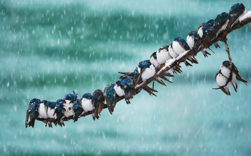 Swallows on a Branch — Blue, Dramatic