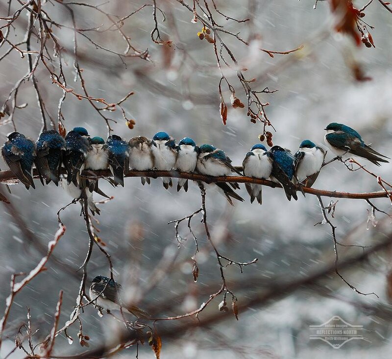 Swallows on a Branch — Blue