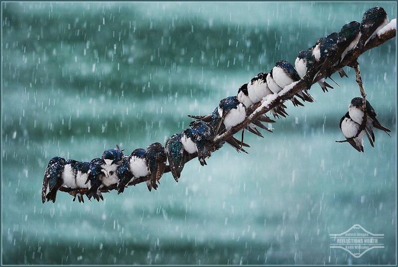 Swallows on a Branch