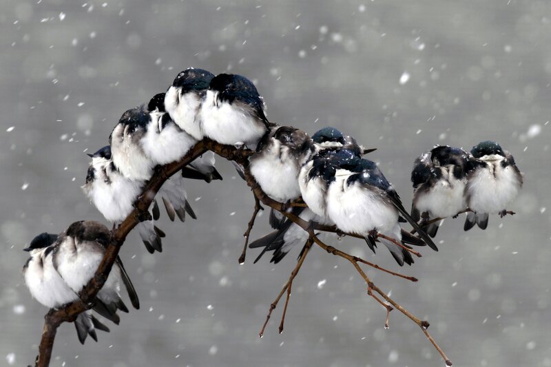 Swallows on a Branch — White, Cold