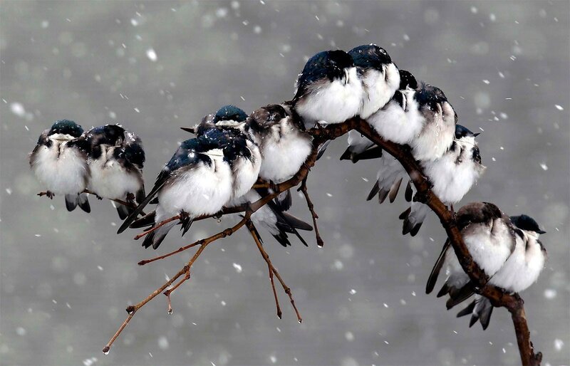 Swallows on a Branch — White, Cold, Winter