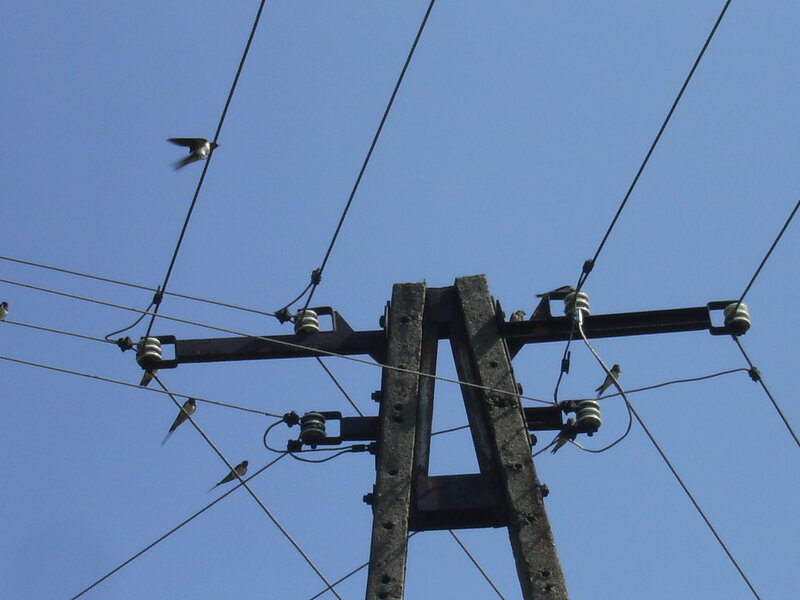 Swallows on Power Lines