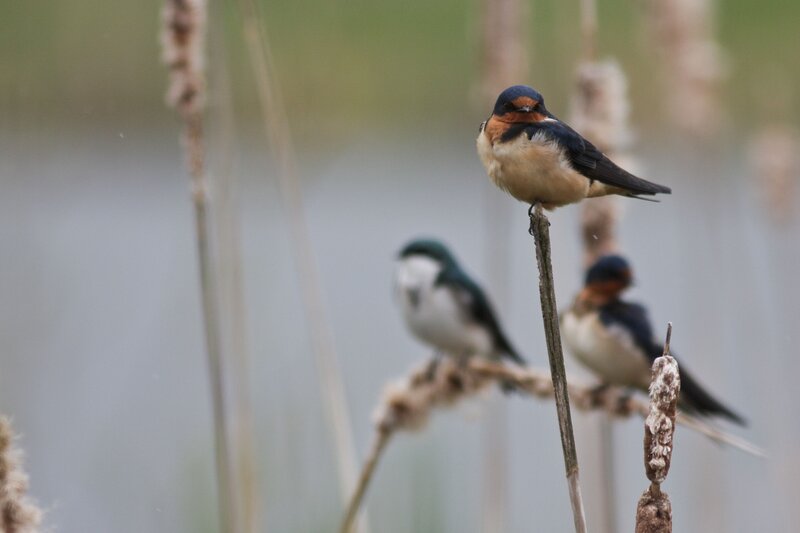 swallows on reeds