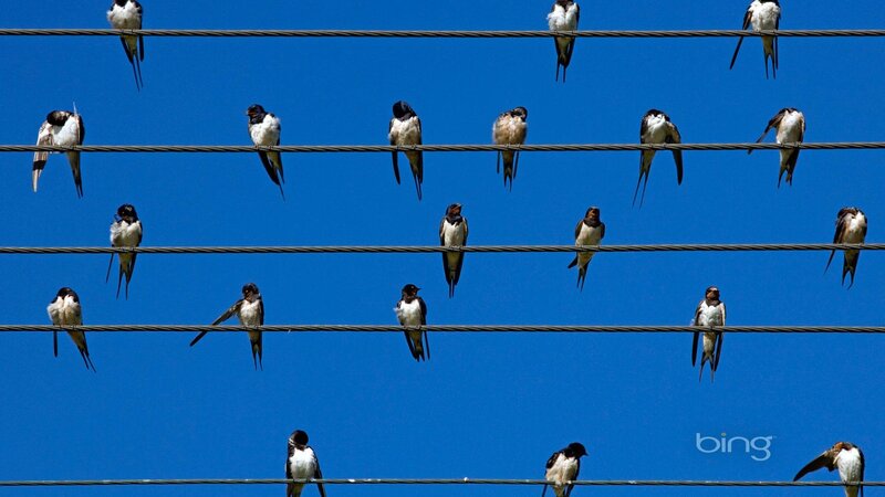 Swallows on Wires — Blue