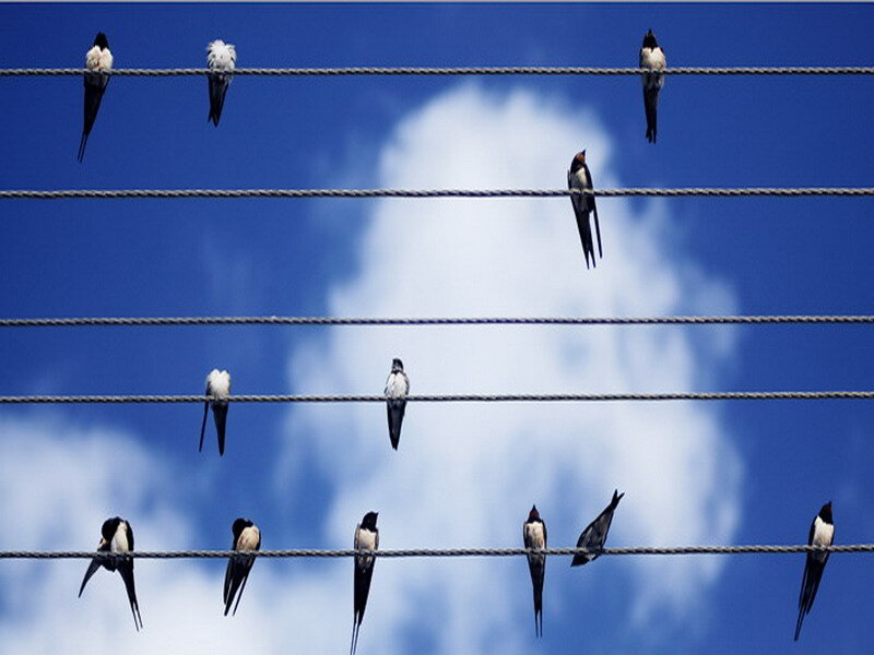 Swallows on Wires