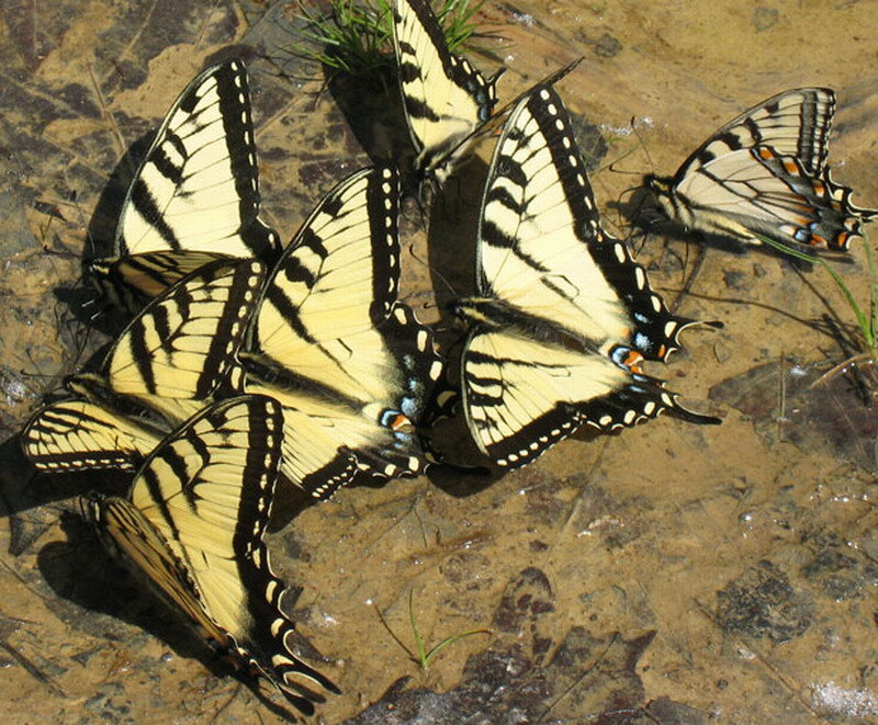 Swallowtail Butterflies