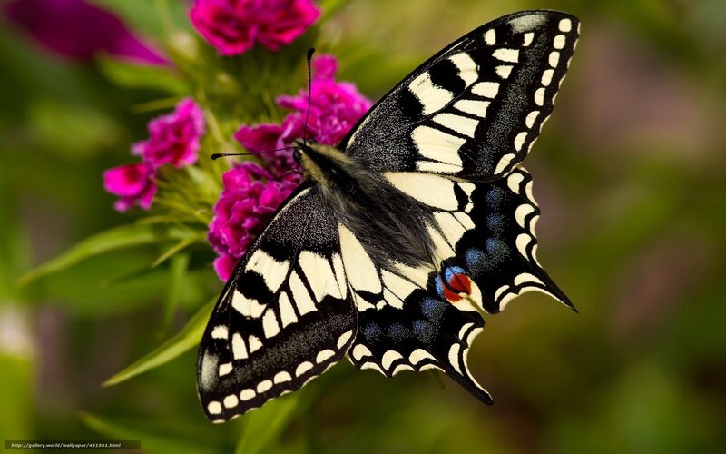 Swallowtail Butterfly — Black, Calm