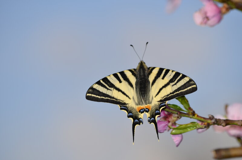 Swallowtail Butterfly — Blue, Serene