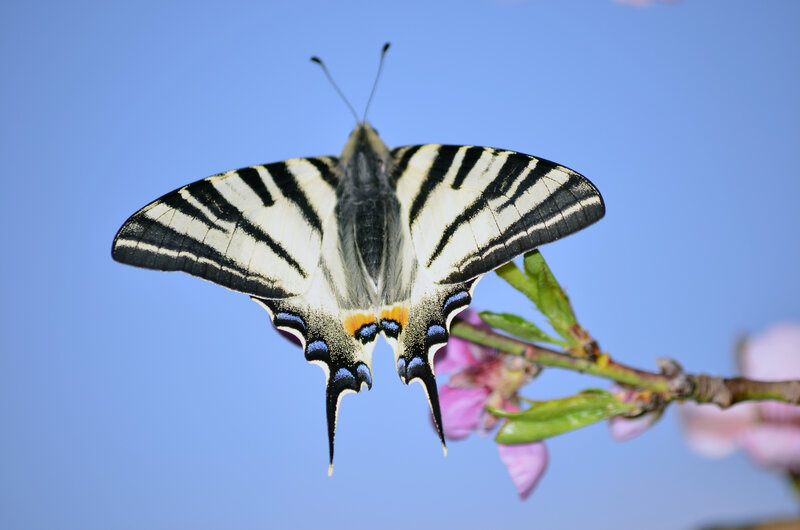 Swallowtail Butterfly — Blue