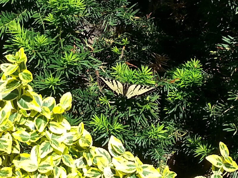 Swallowtail Butterfly — Green, Calm, Afternoon, Photograph