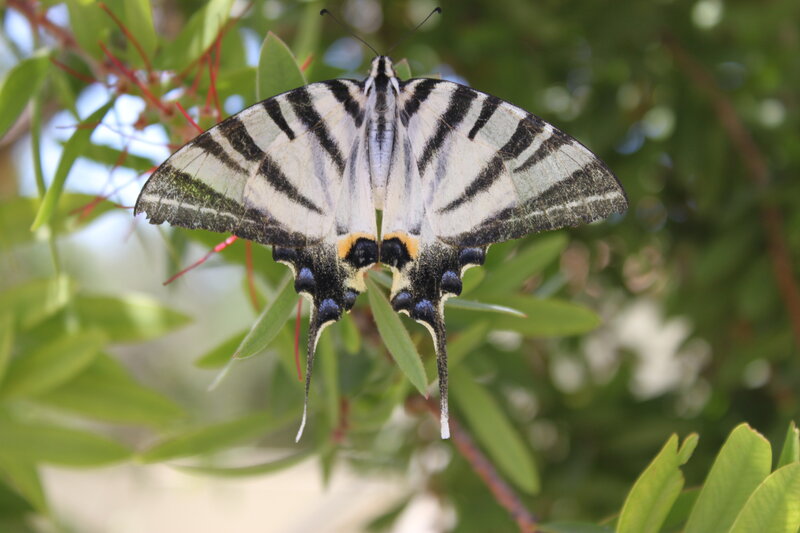 Swallowtail Butterfly — Green, Calm, Afternoon