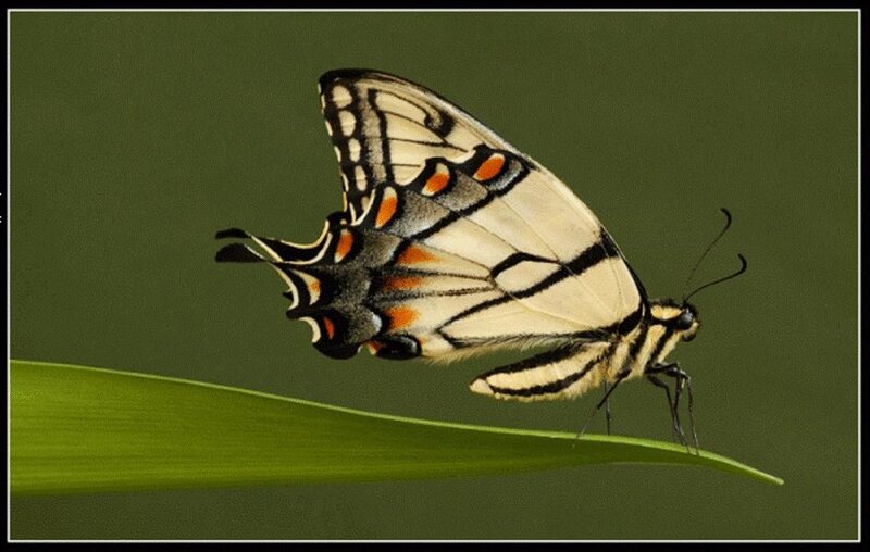 Swallowtail Butterfly — Green, Calm
