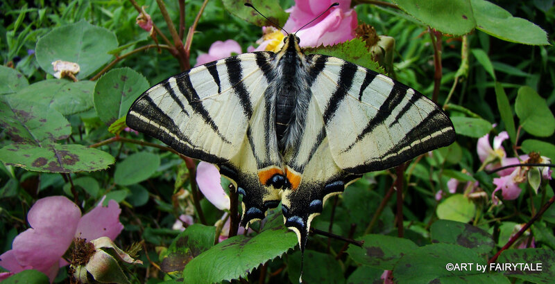 Swallowtail Butterfly — Green, Natural, Summer