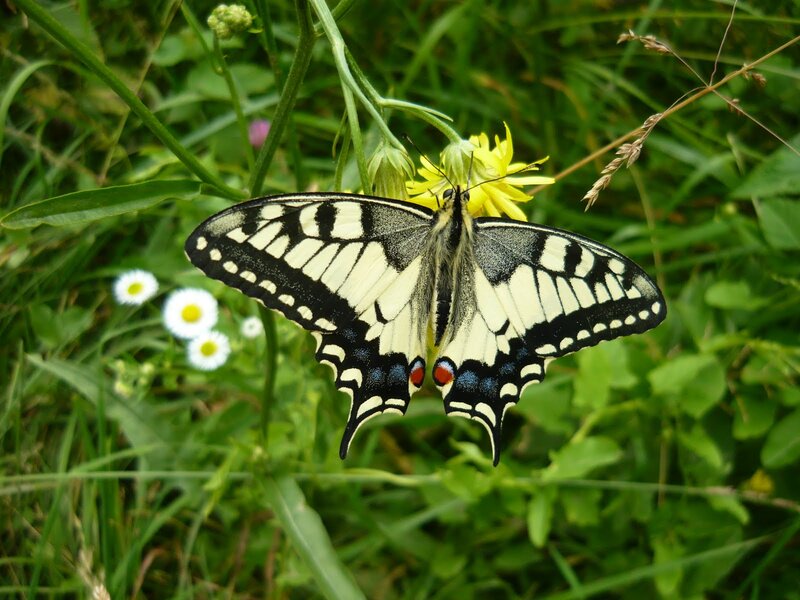 Swallowtail Butterfly — Green, Natural