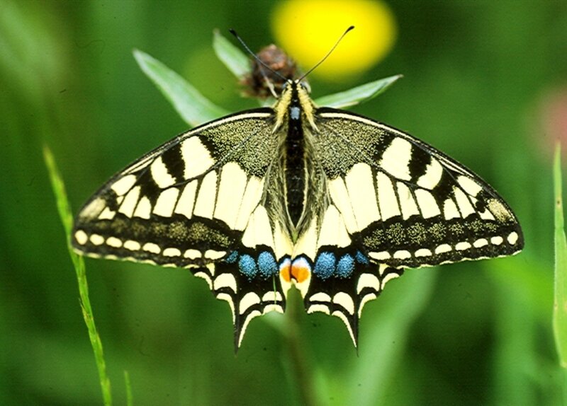 Swallowtail Butterfly — Green