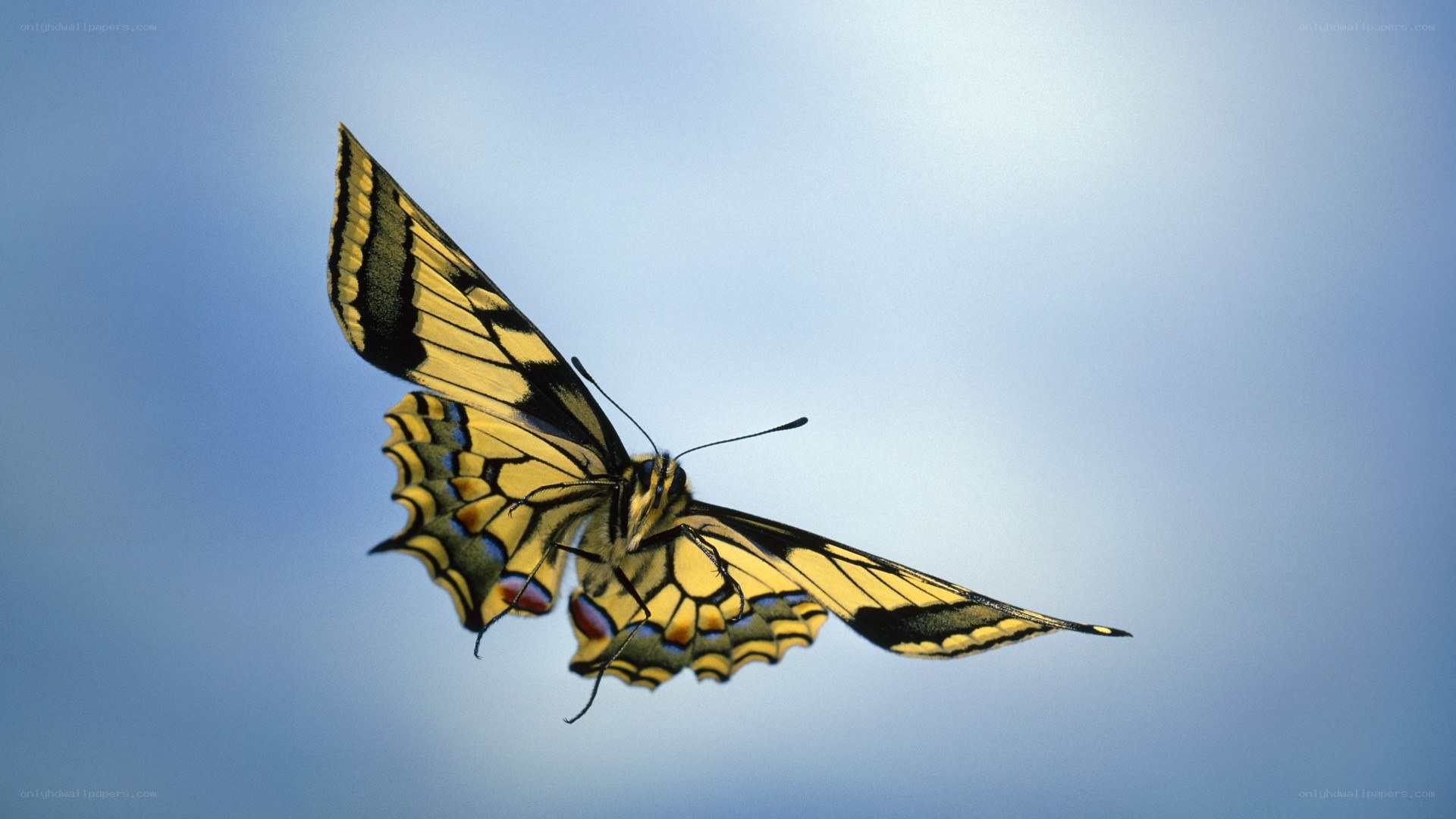 Swallowtail butterfly in flight