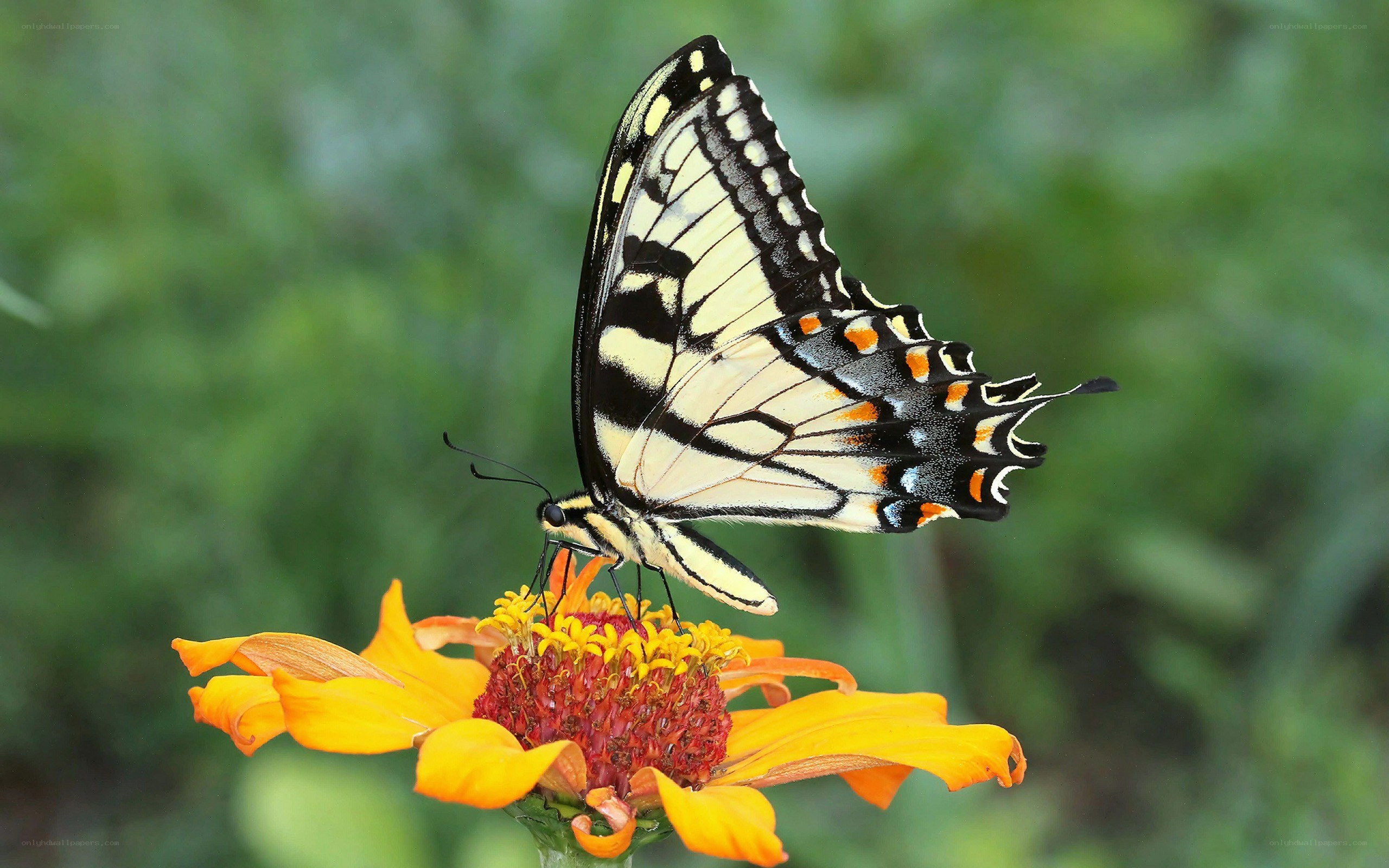 Swallowtail butterfly on a flower