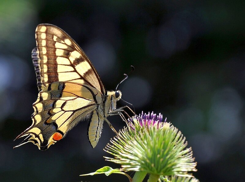 Swallowtail butterfly on a thistle