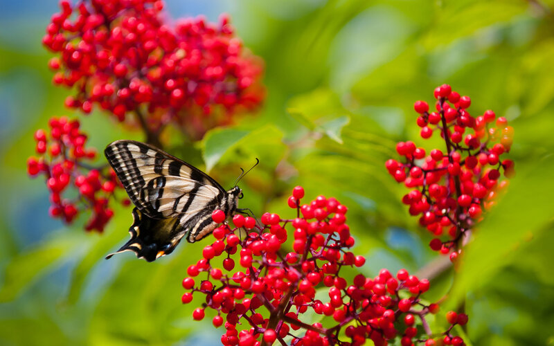Swallowtail Butterfly on Berries