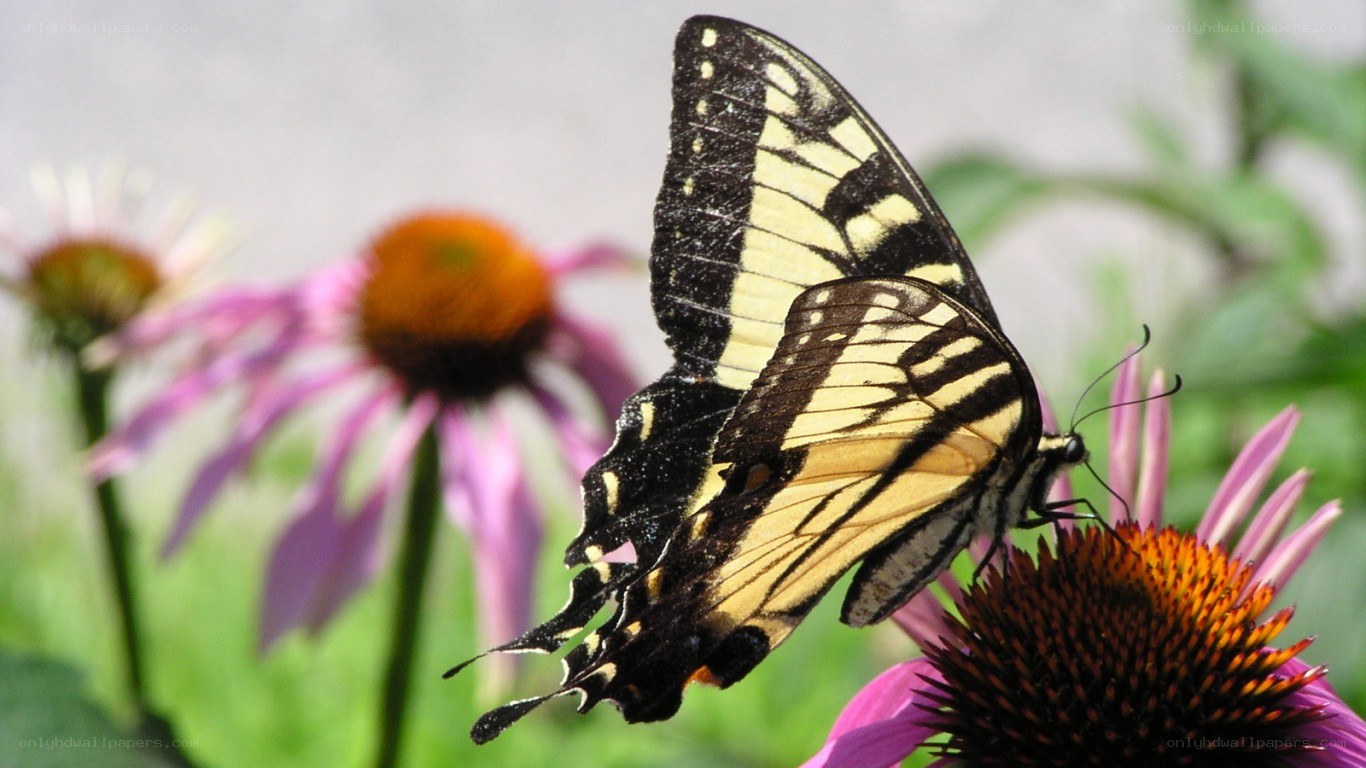 Swallowtail butterfly on coneflower