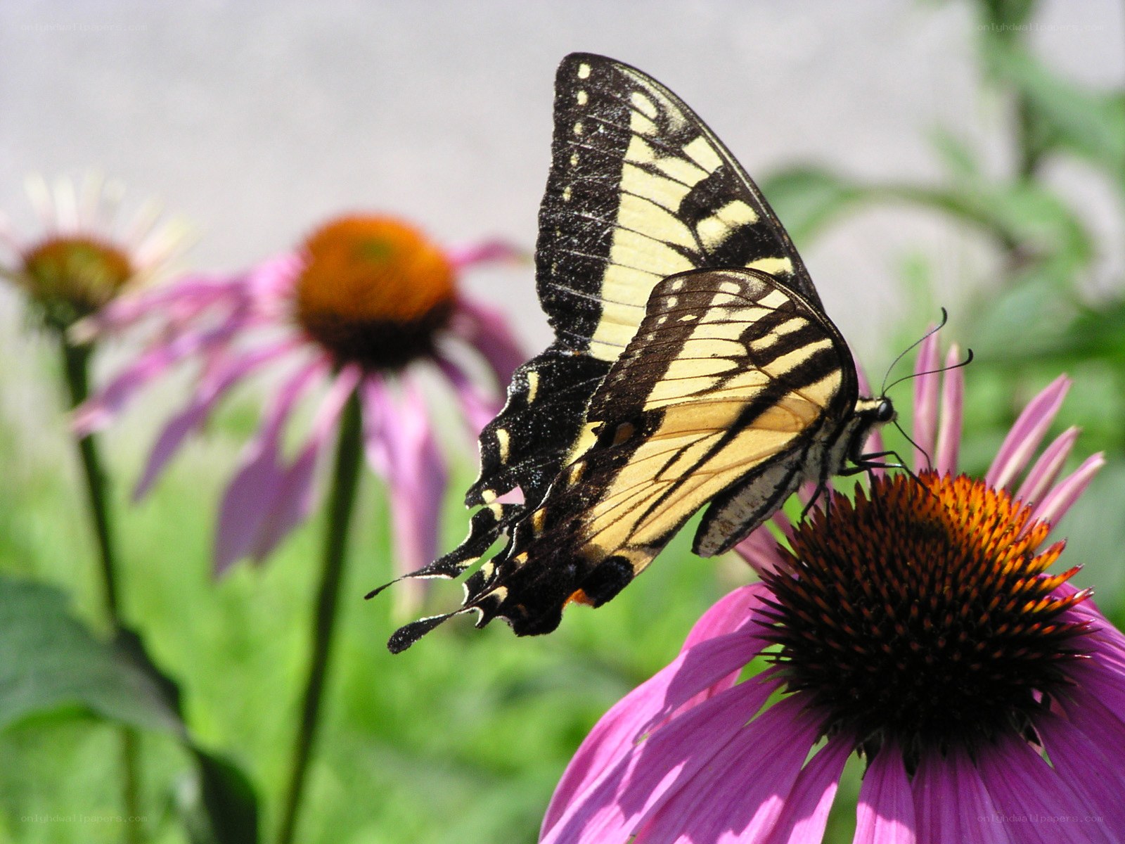 Swallowtail butterfly on coneflower