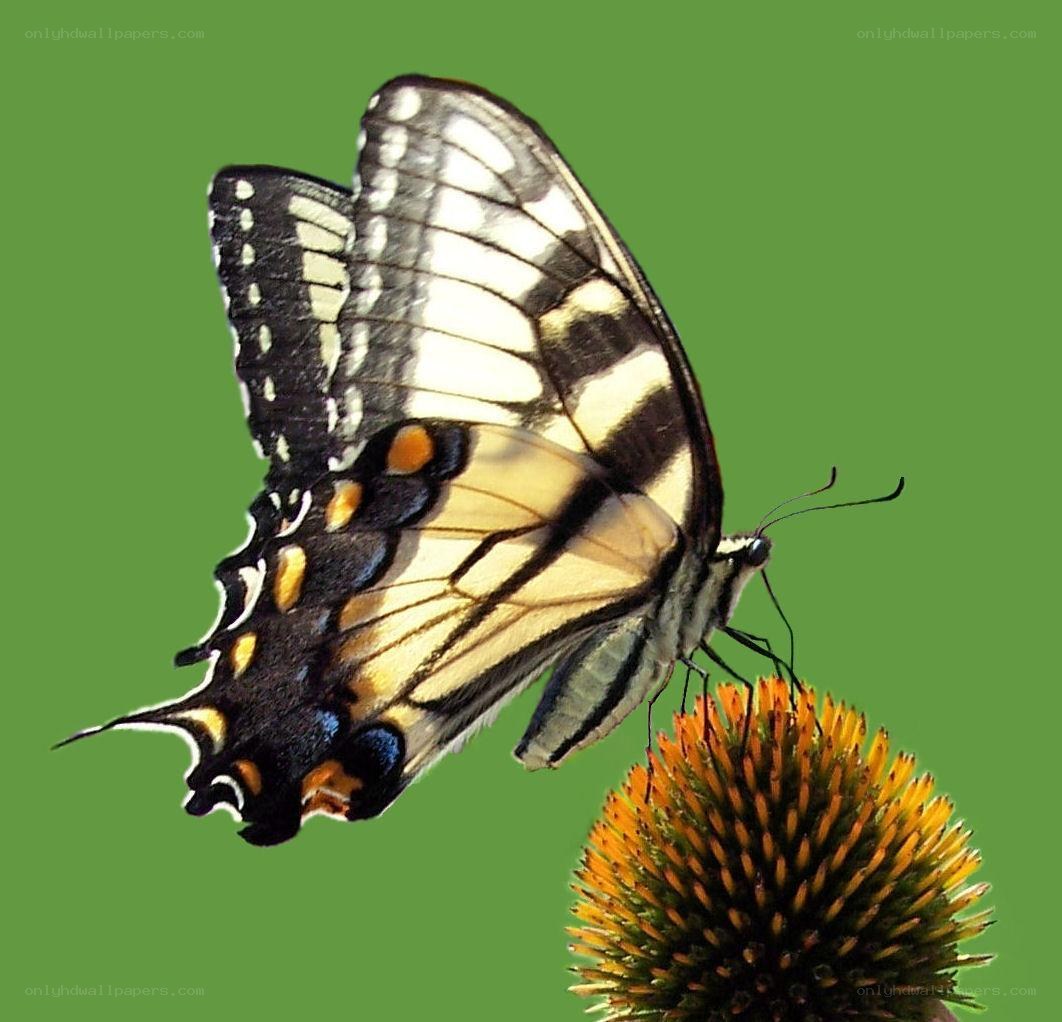 Swallowtail butterfly on coneflower