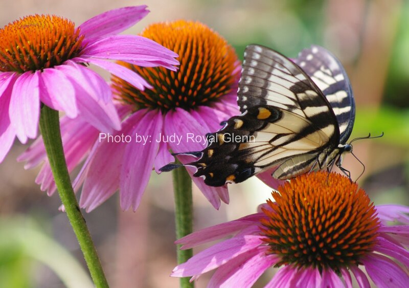 Swallowtail Butterfly on Coneflower — Pink