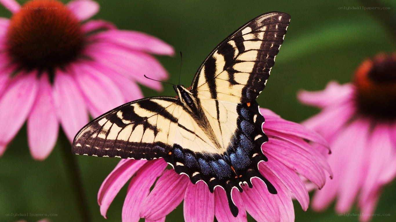 Swallowtail butterfly on coneflower