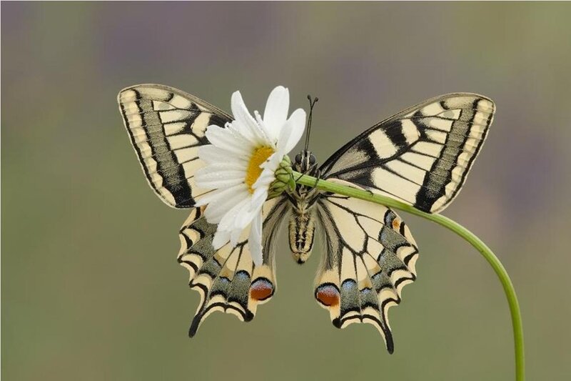 Swallowtail Butterfly on Daisy